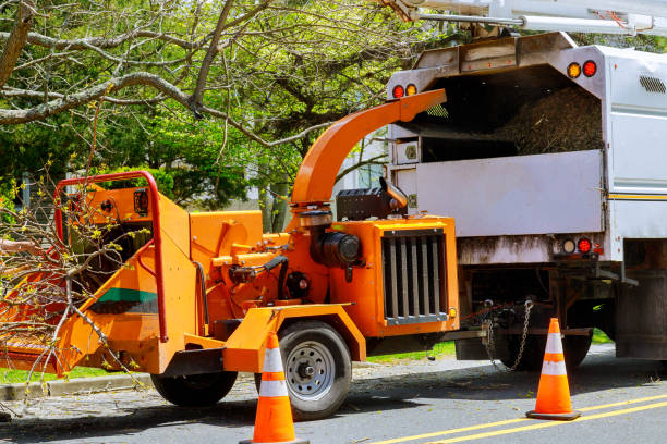 Best Dead Tree Removal  in Los Lunas, NM